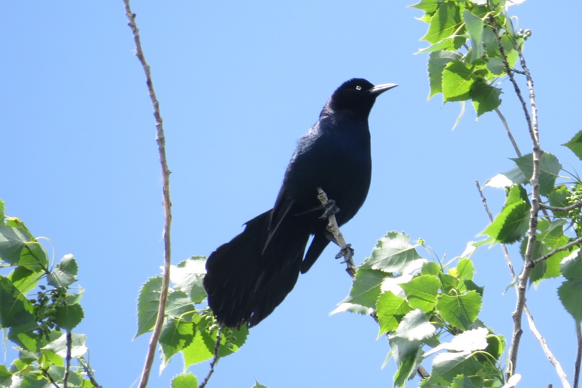 Boat-tailed Grackle - ML103353301