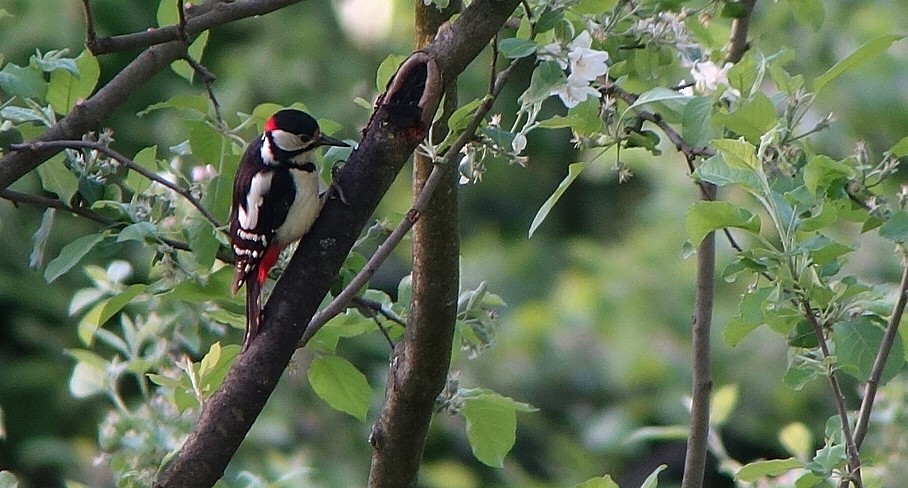 Great Spotted Woodpecker - Harry Kälin