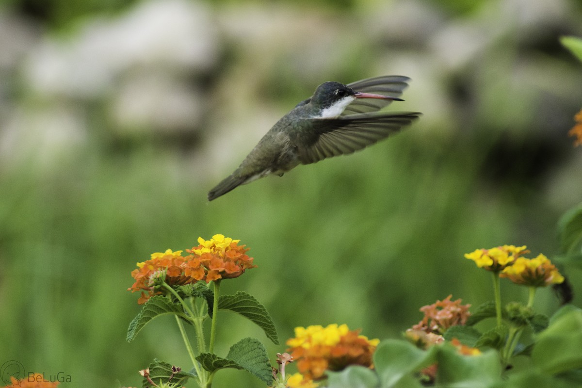 Violet-crowned Hummingbird - ML103356871