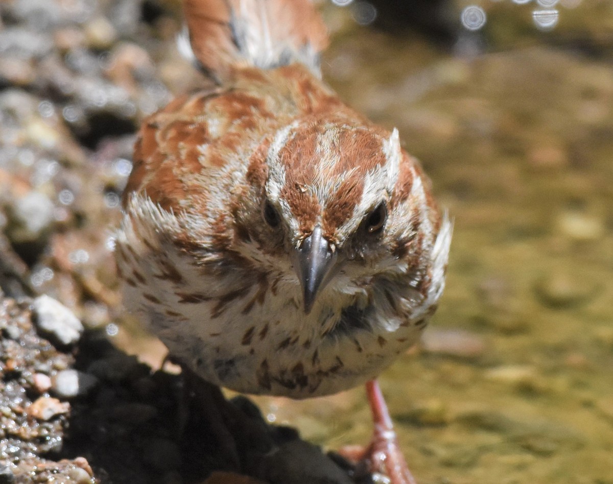 Song Sparrow (fallax Group) - Chris Rohrer