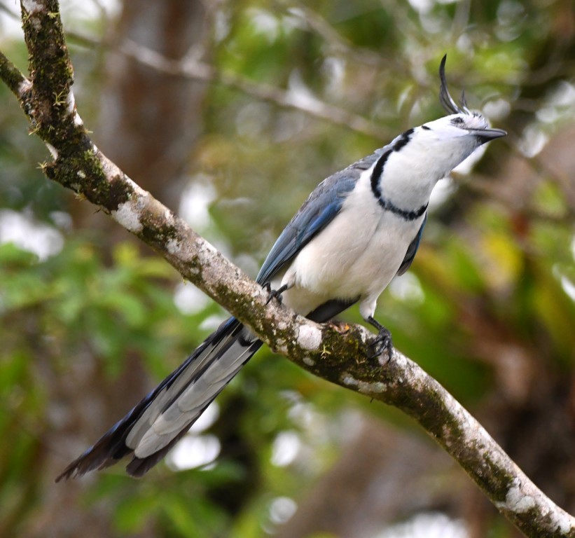 White-throated Magpie-Jay - ML103358051