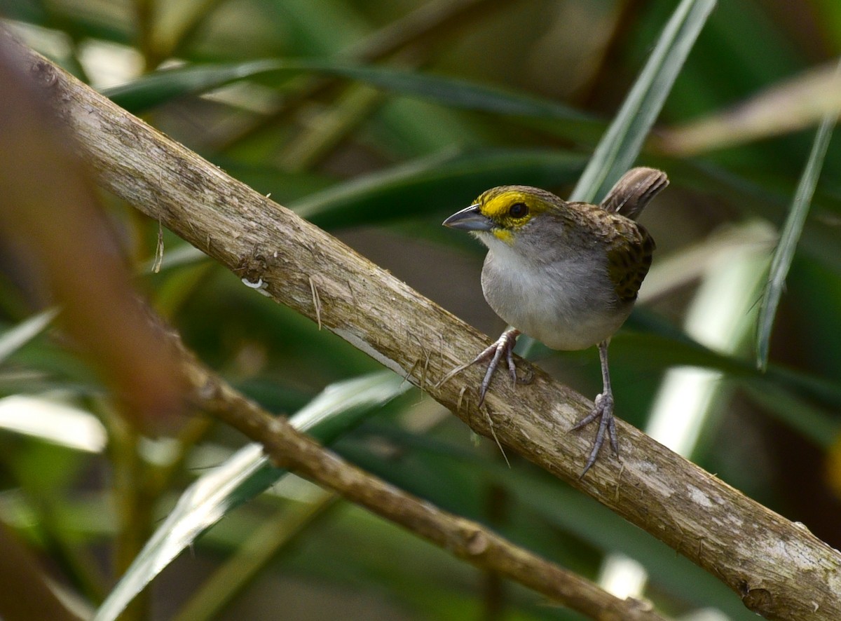 Yellow-browed Sparrow - ML103360091