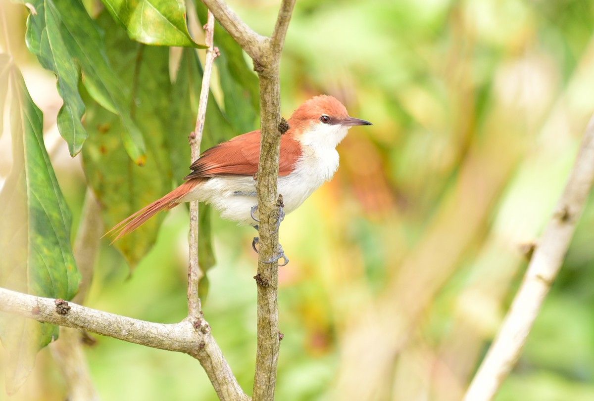 Red-and-white Spinetail - ML103360391