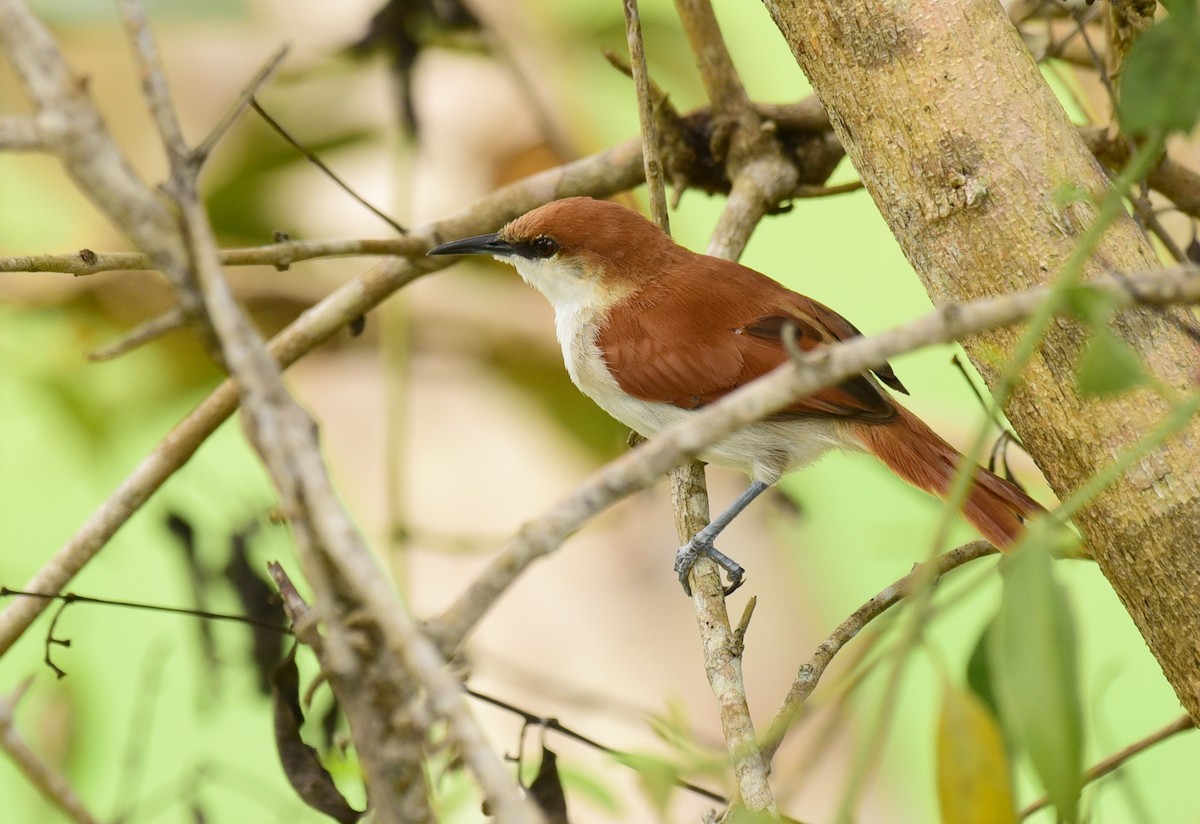 Red-and-white Spinetail - Luiz Moschini