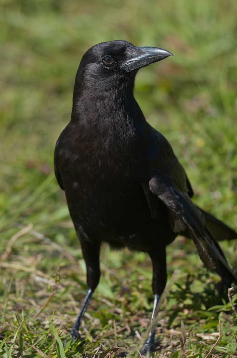American Crow - ML103360661