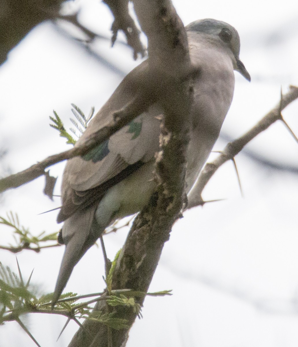 Emerald-spotted Wood-Dove - Scott Young