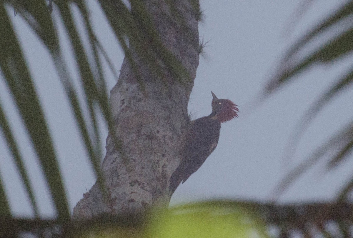 Helmeted Woodpecker - Marcos Eugênio Birding Guide