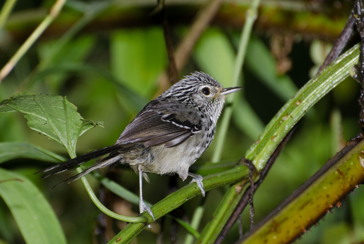 Dusky-tailed Antbird - ML103366721