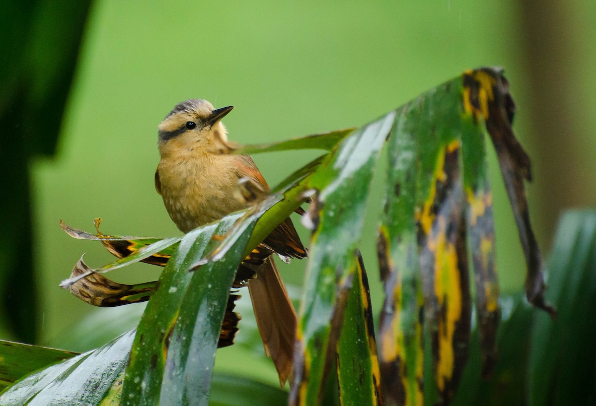 Buff-fronted Foliage-gleaner - Marcos Eugênio Birding Guide
