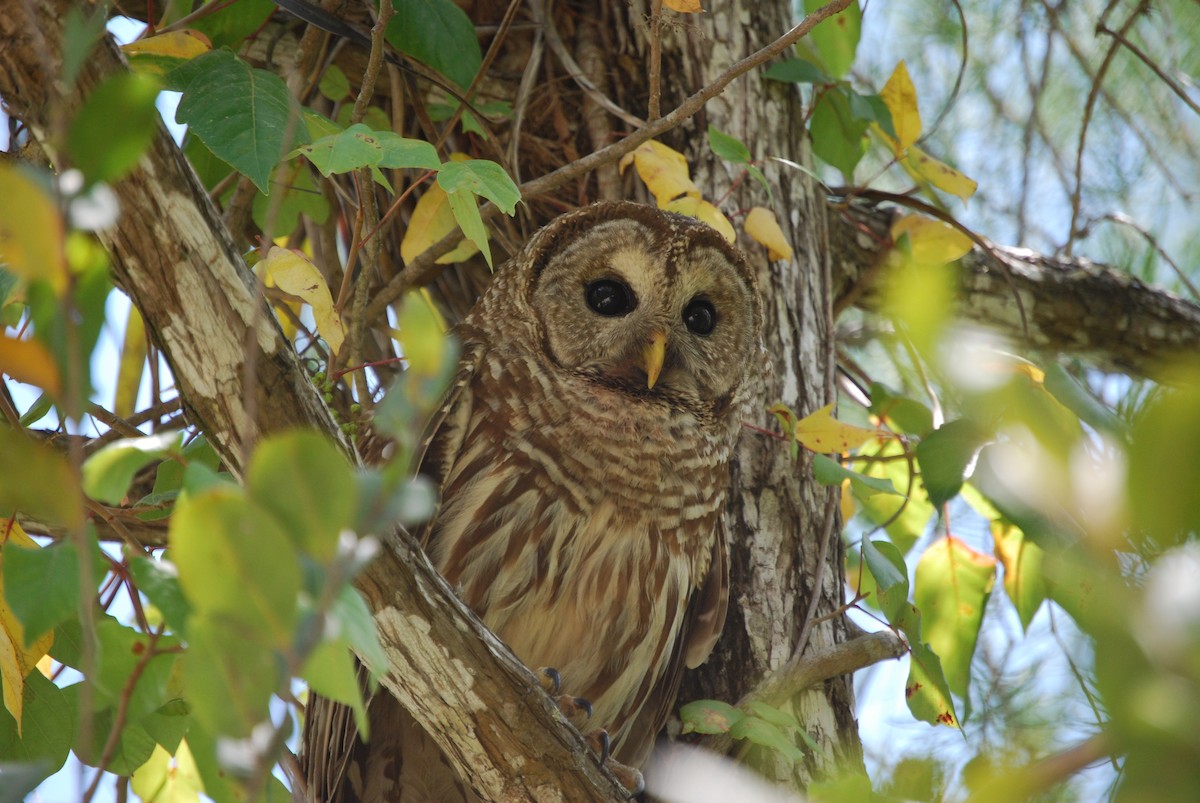 Barred Owl - Bill Boeringer
