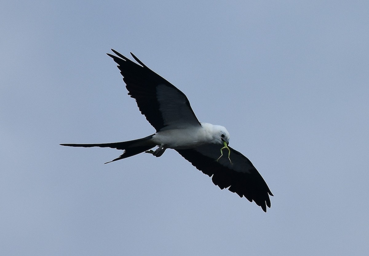 Swallow-tailed Kite - JoAnna Clayton