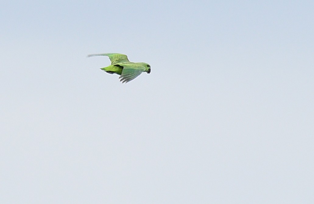 Short-tailed Parrot - Luiz Moschini