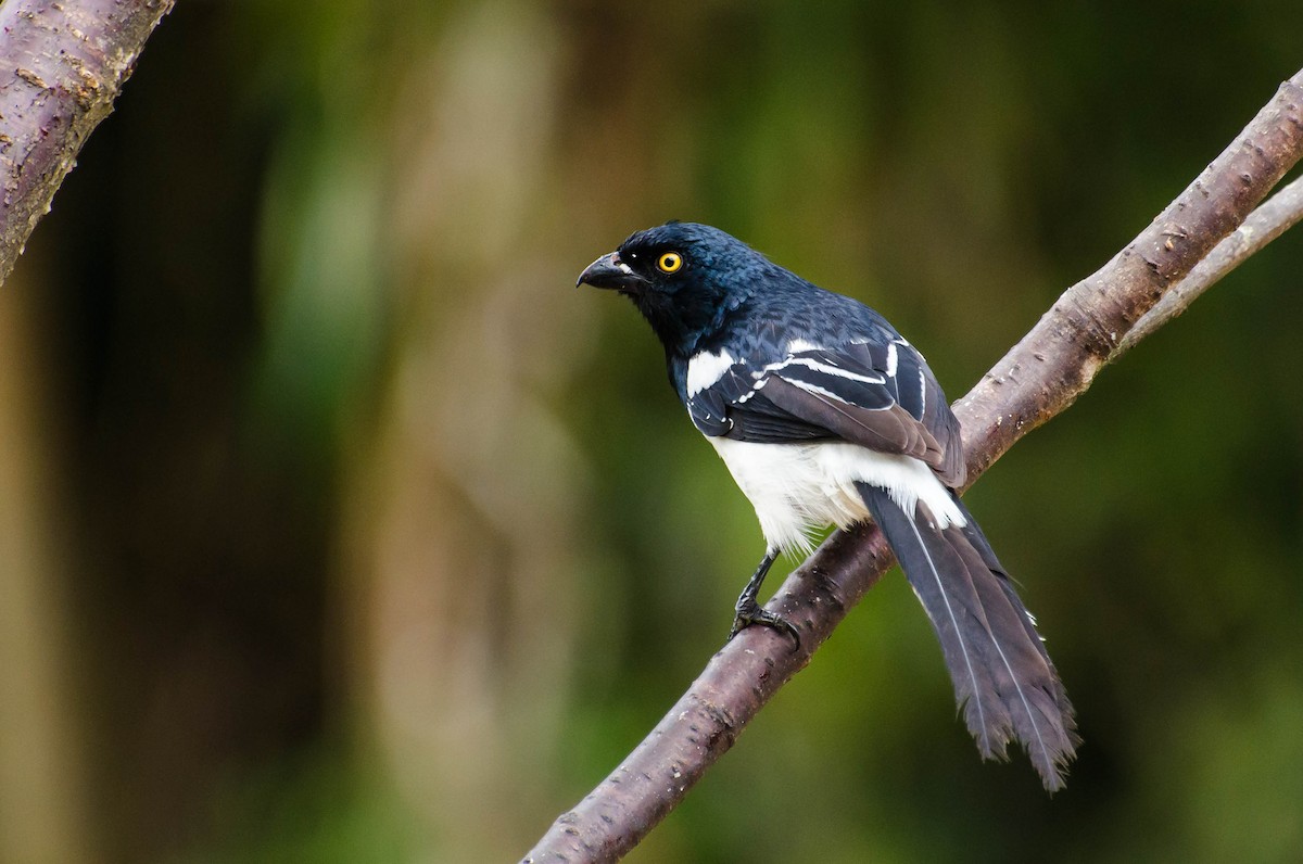 Magpie Tanager - ML103368461