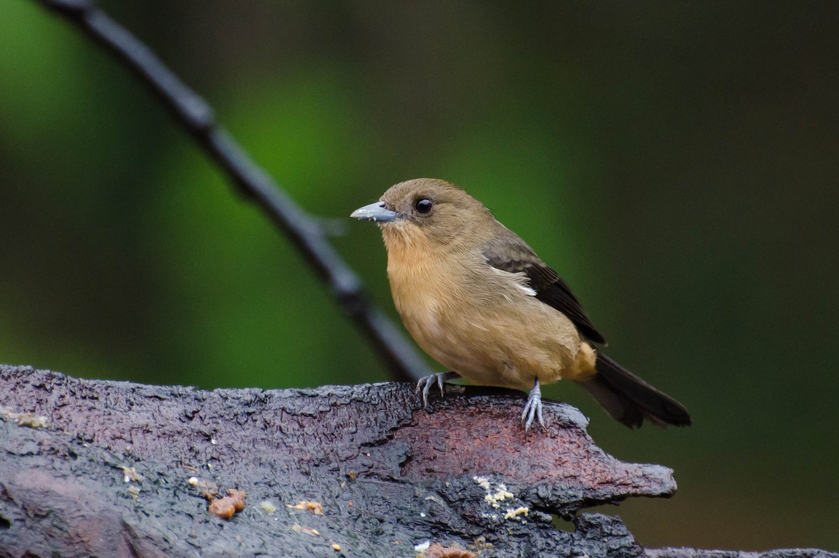 Black-goggled Tanager - ML103368711