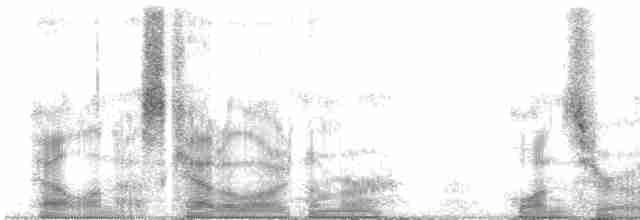 Moqueur des savanes (gracilis/leucophaeus) - ML103372