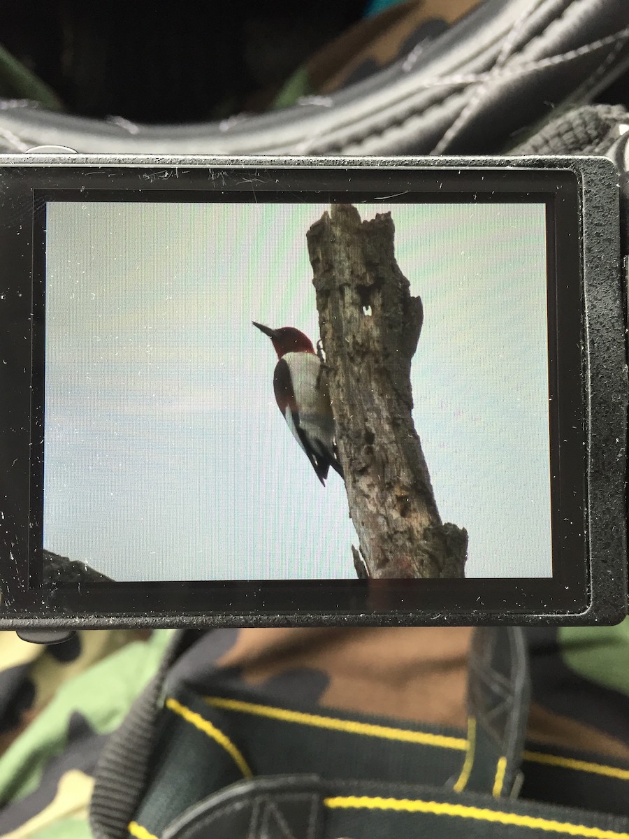 Red-headed Woodpecker - Dan Luckman