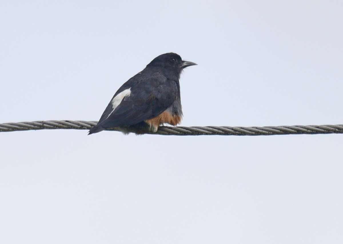 Swallow-winged Puffbird - ML103372321