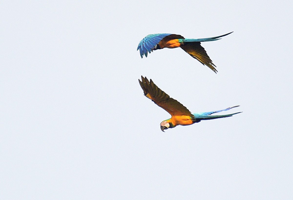 Blue-and-yellow Macaw - Luiz Moschini