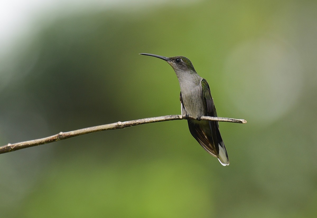 Gray-breasted Sabrewing - ML103372671
