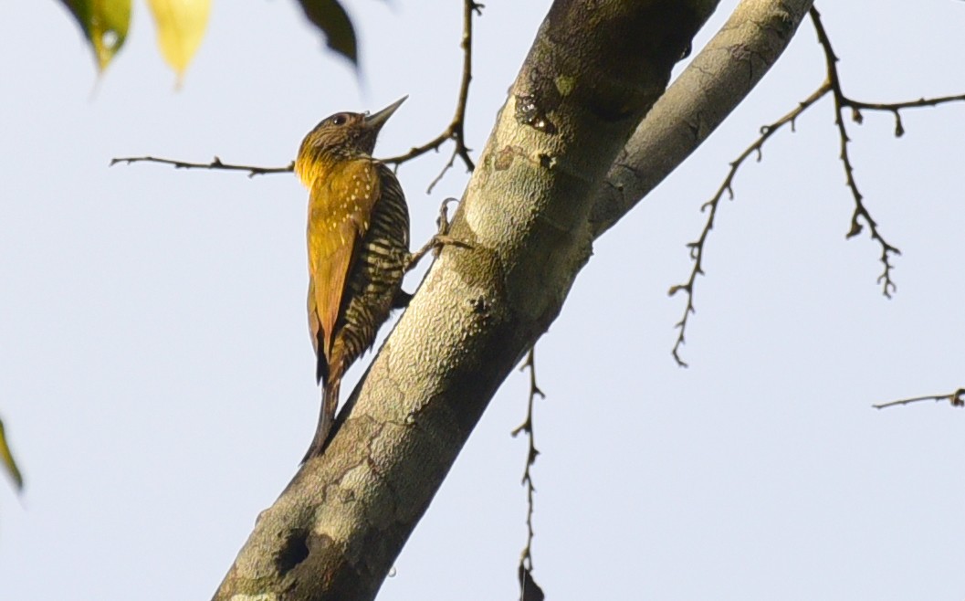 Golden-collared Woodpecker - ML103372831