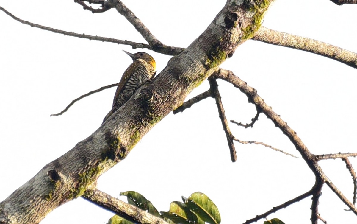 Golden-collared Woodpecker - ML103372841