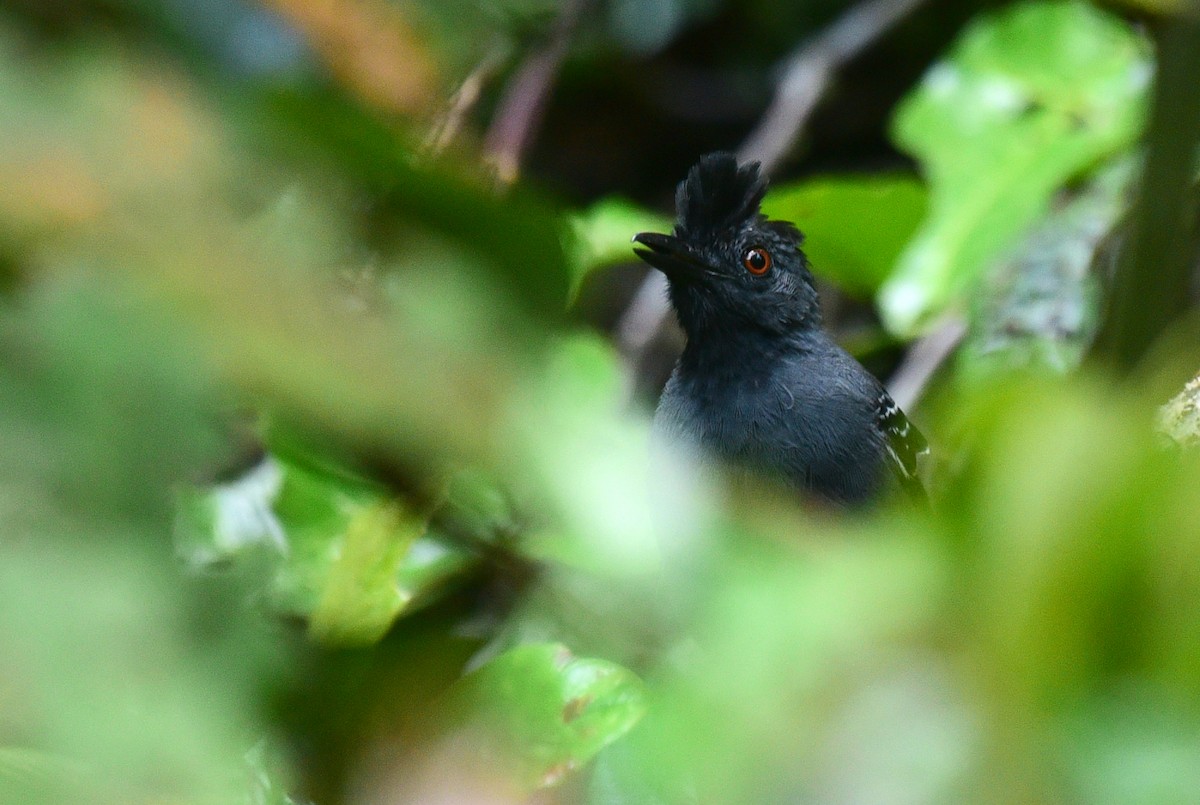 Black-headed Antbird - ML103372981