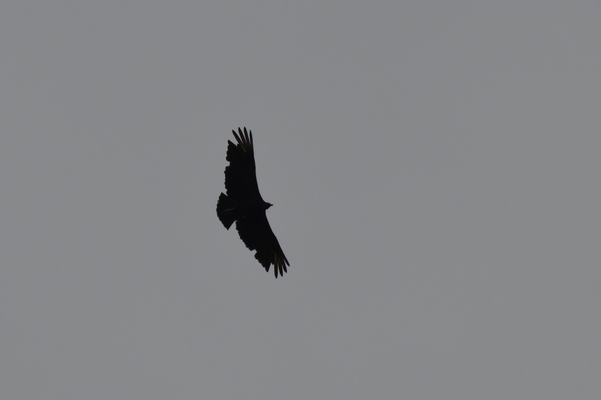 Black Vulture - ML103373901