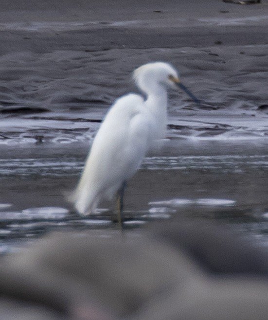 Snowy Egret - Mouser Williams