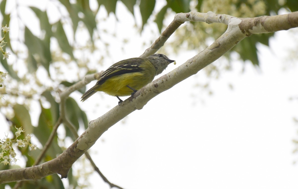 Yellow-crowned Tyrannulet - ML103378791