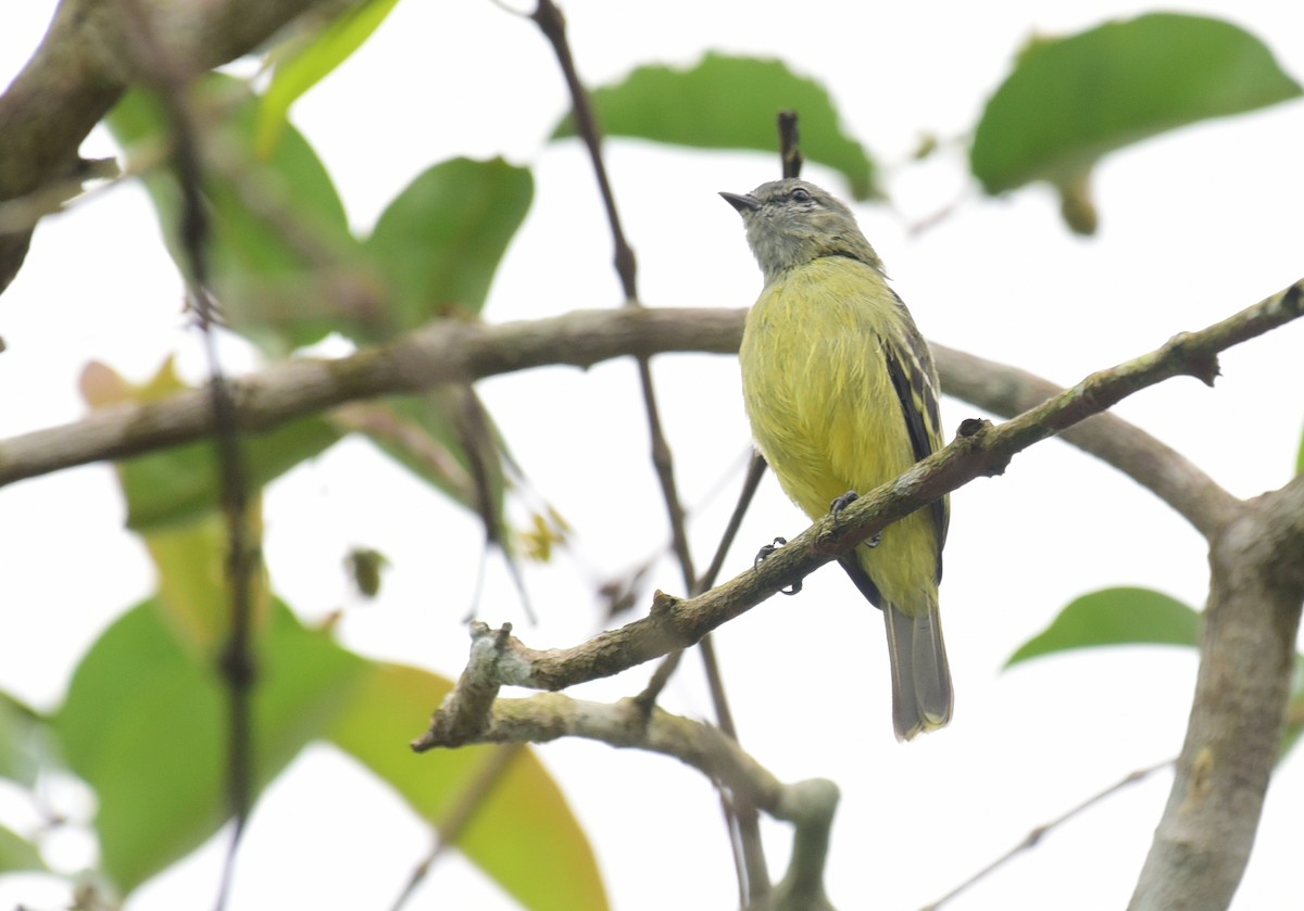 Yellow-crowned Tyrannulet - ML103378801