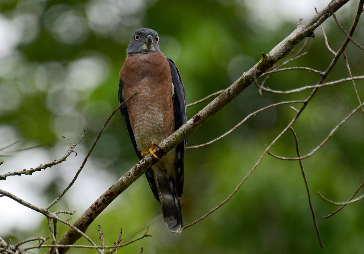 Double-toothed Kite - ML103378881