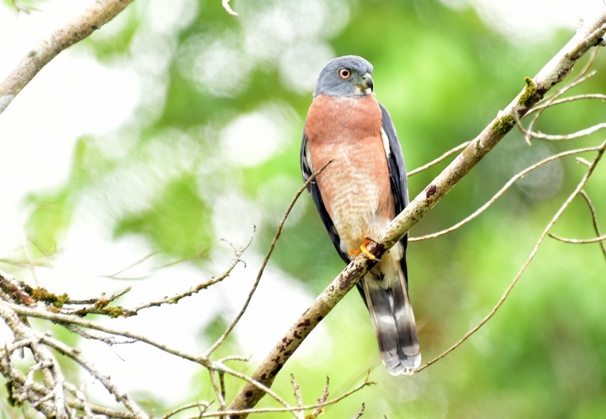 Double-toothed Kite - ML103378891
