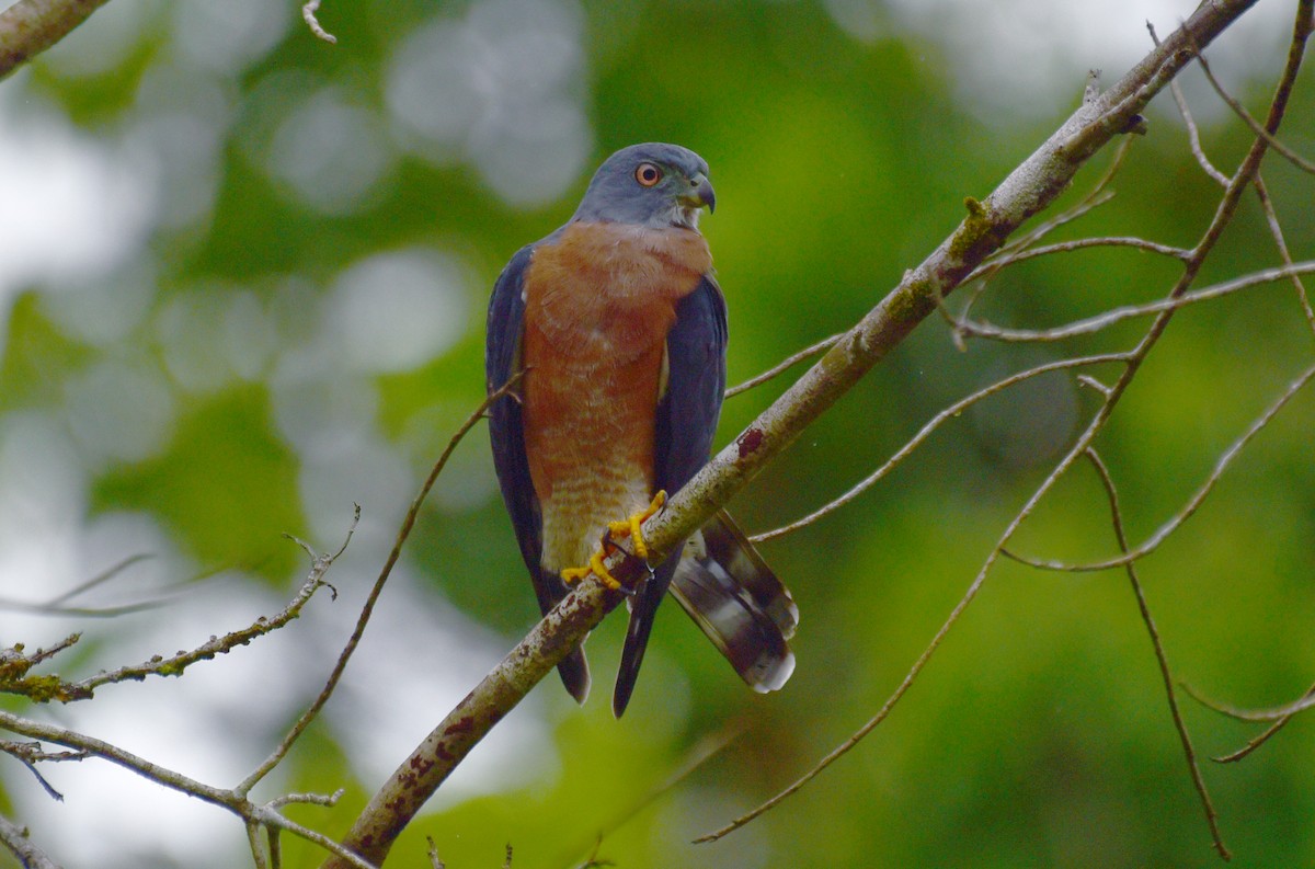 Double-toothed Kite - ML103378941