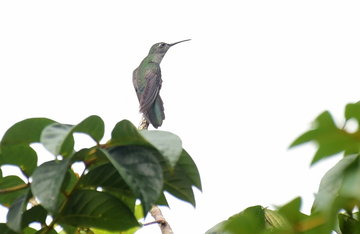 Gray-breasted Sabrewing - ML103379011