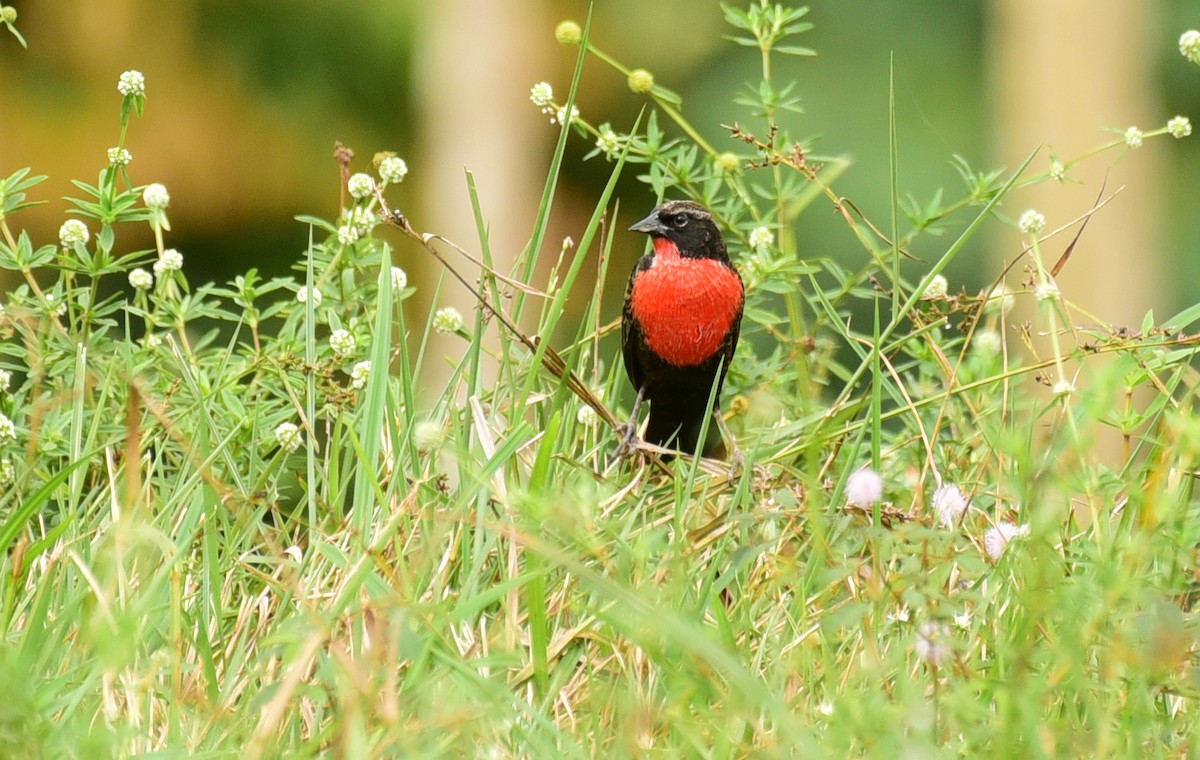 Red-breasted Meadowlark - ML103379241