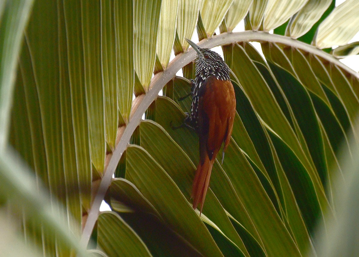 Point-tailed Palmcreeper - Luiz Moschini