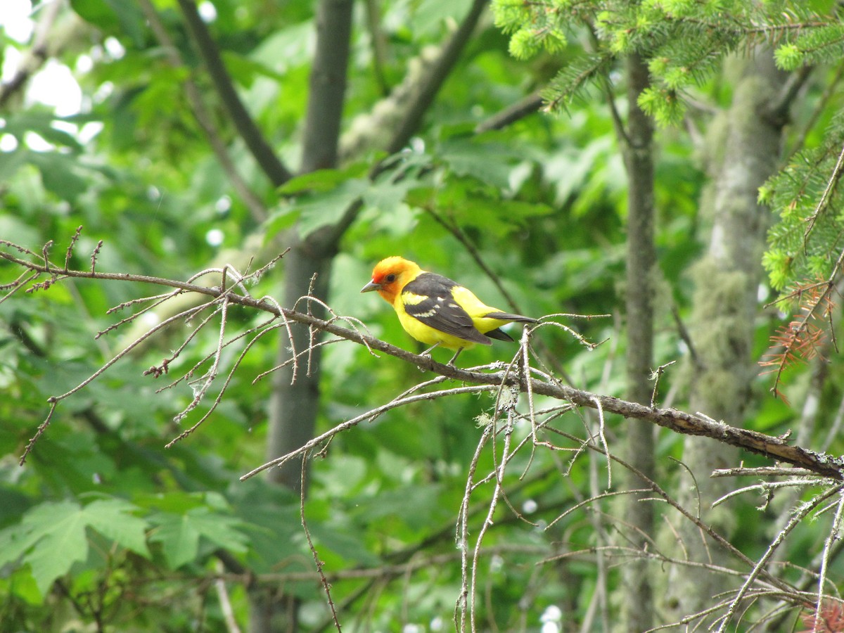 Western Tanager - ML103379941