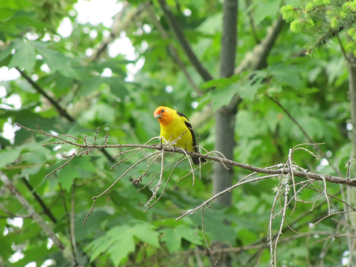 Western Tanager - ML103379961