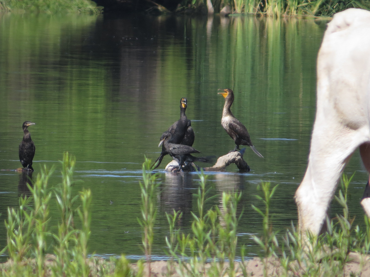 Double-crested Cormorant - Isaac  Denzer