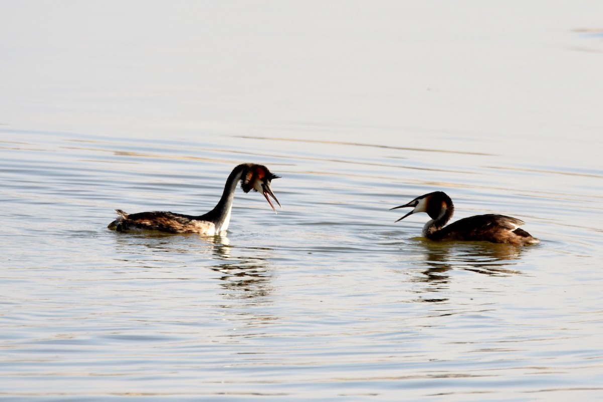 Great Crested Grebe - ML103382531
