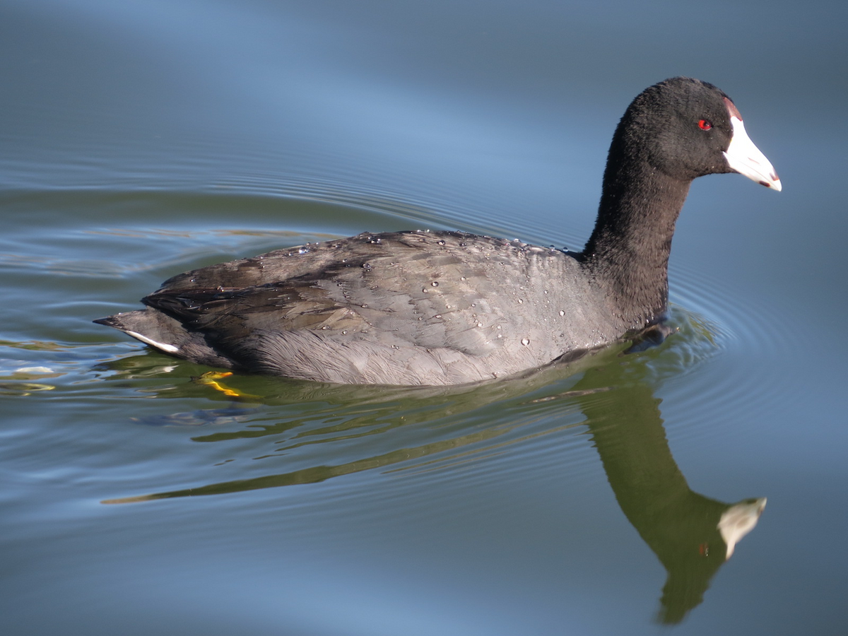 American Coot (Red-shielded) - Isaac  Denzer