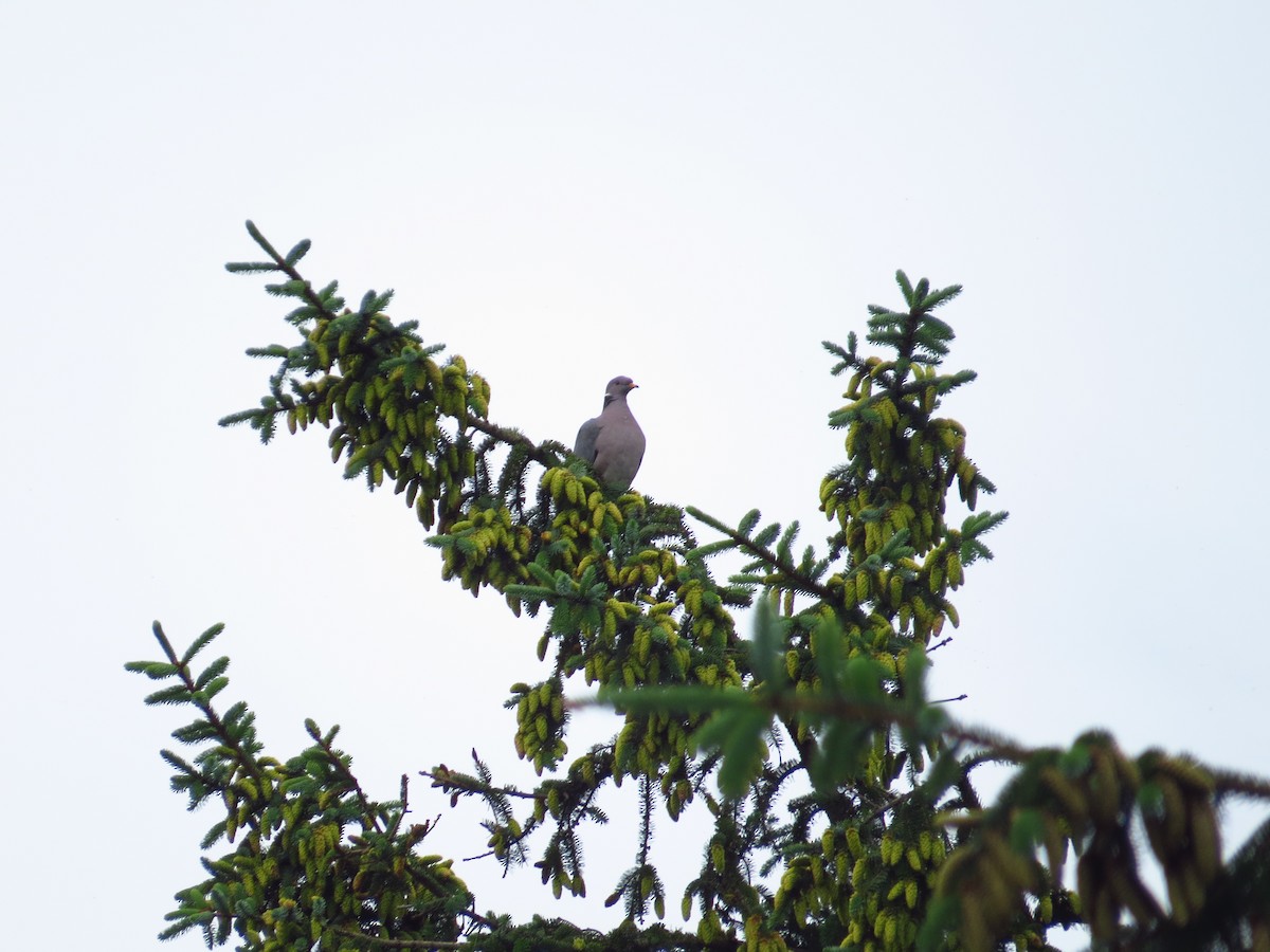 Band-tailed Pigeon - Chris Dale