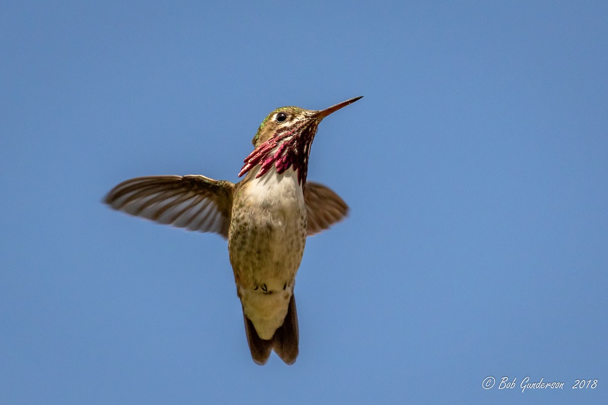 Calliope Hummingbird - Bob Gunderson