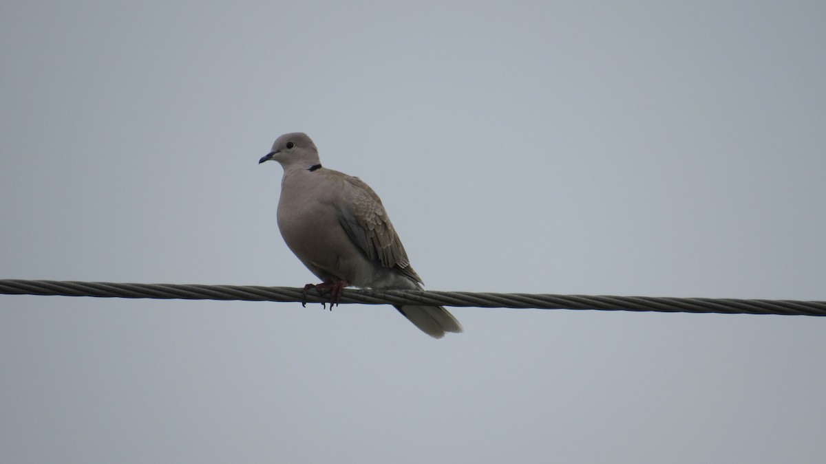 Eurasian Collared-Dove - ML103389011