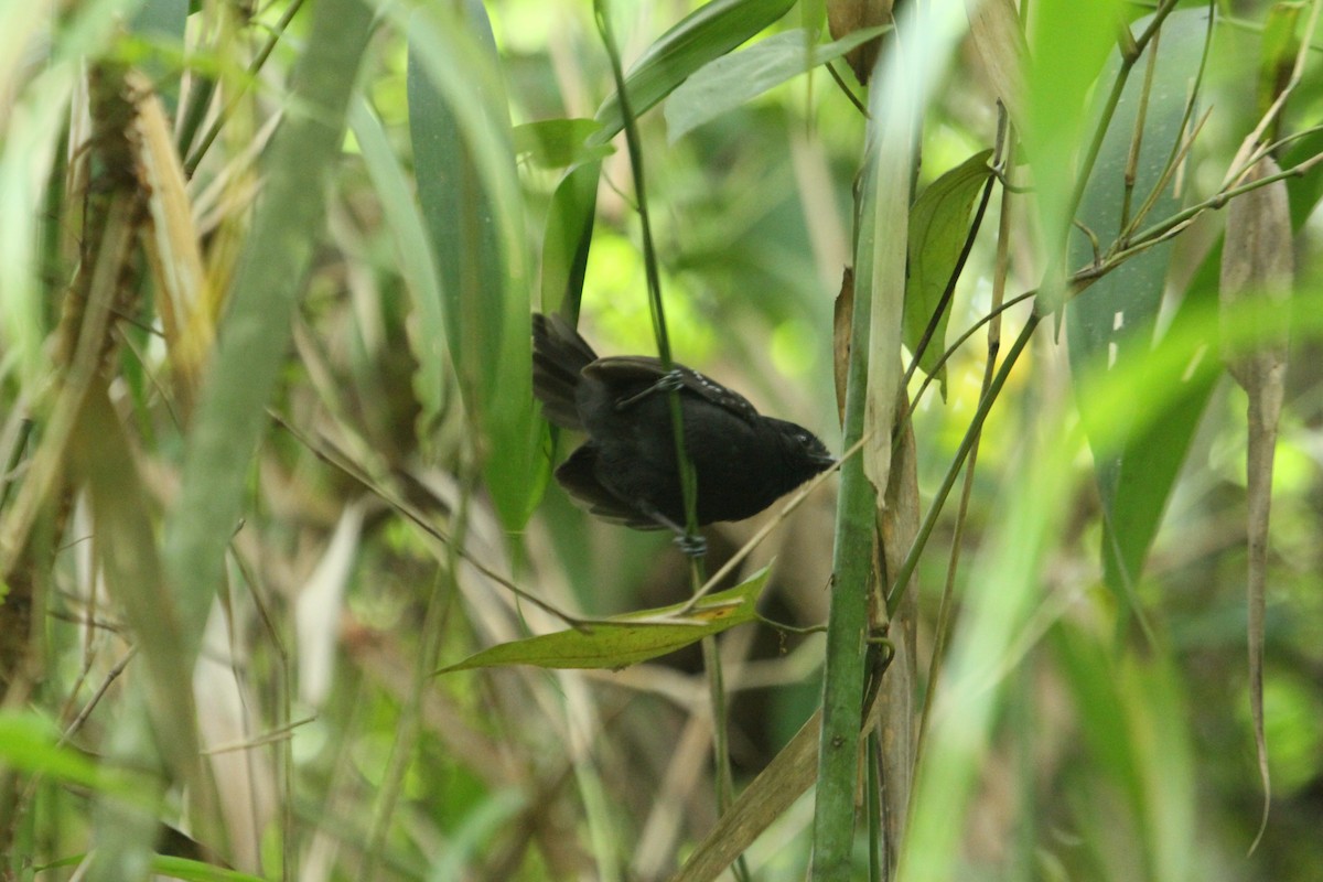 Black Antbird - Will Sweet