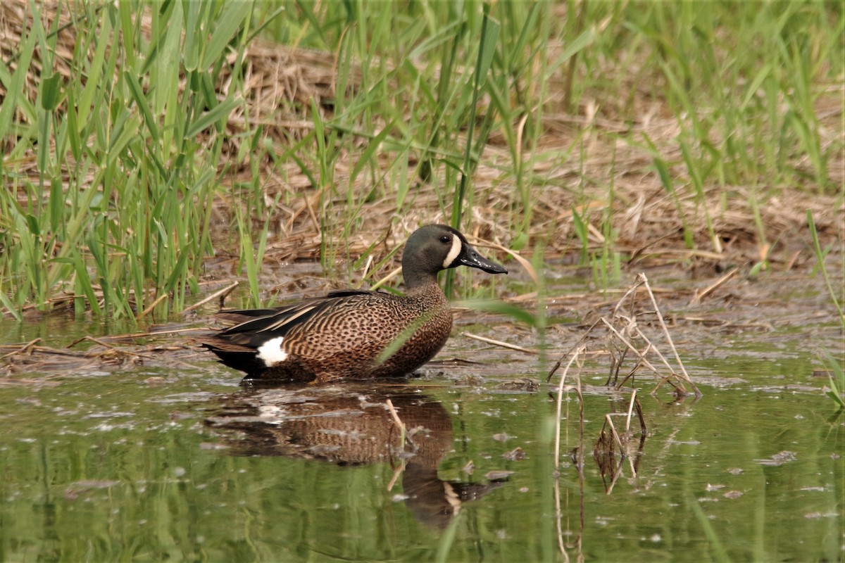 Blue-winged Teal - ML103402131