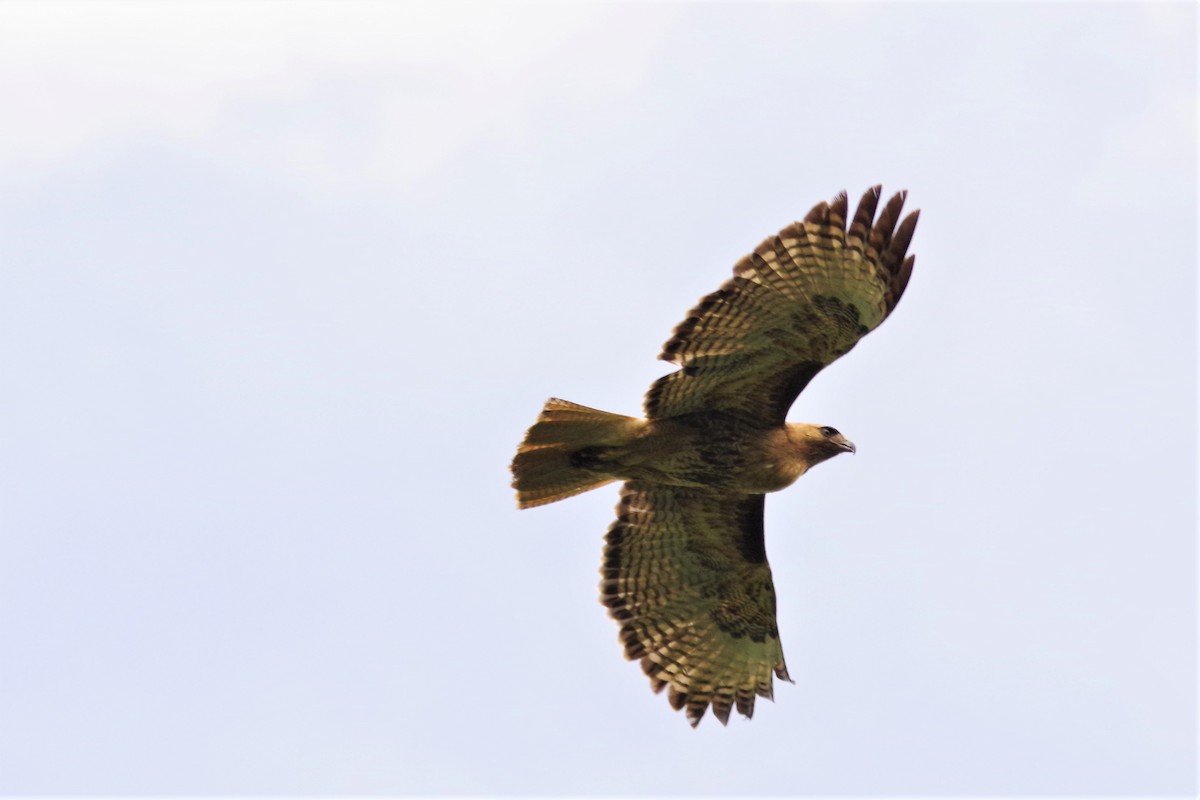 Red-tailed Hawk - ML103402241
