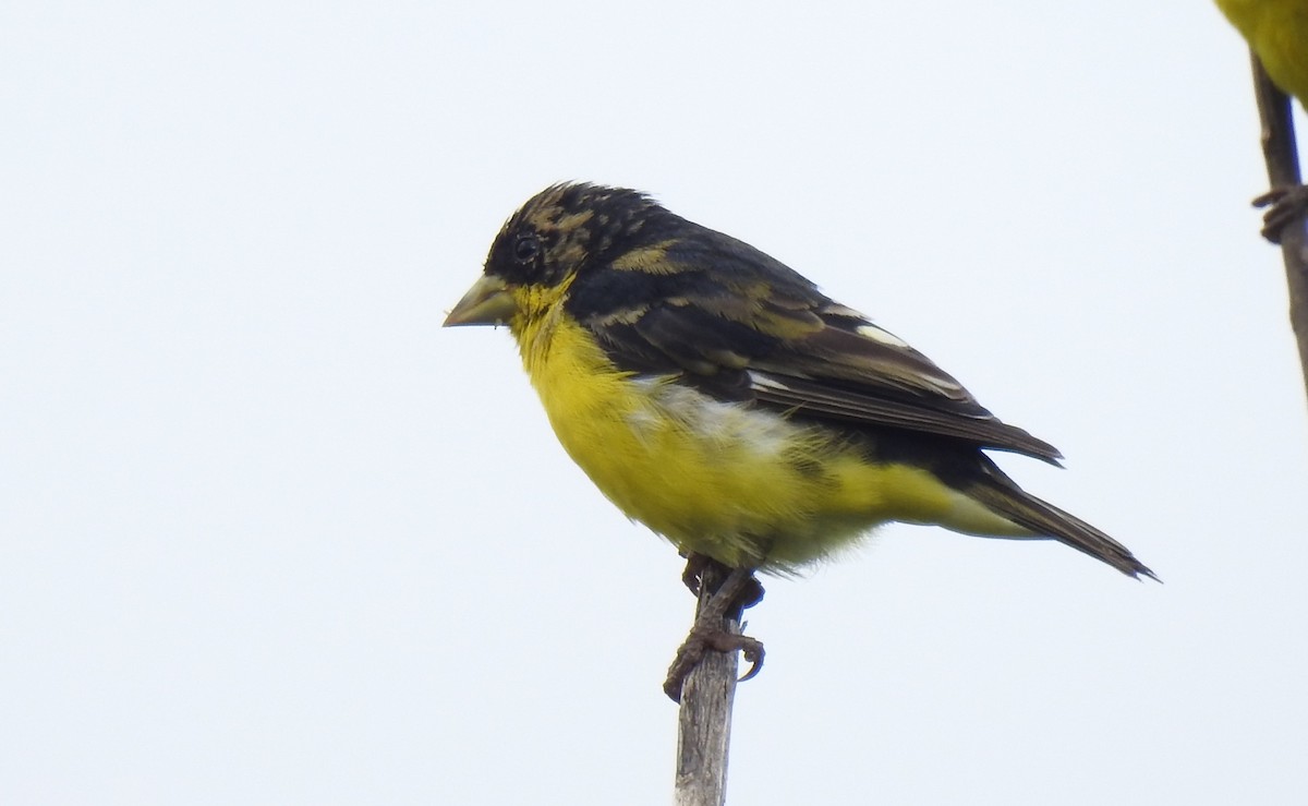 Lesser Goldfinch - John and Milena Beer