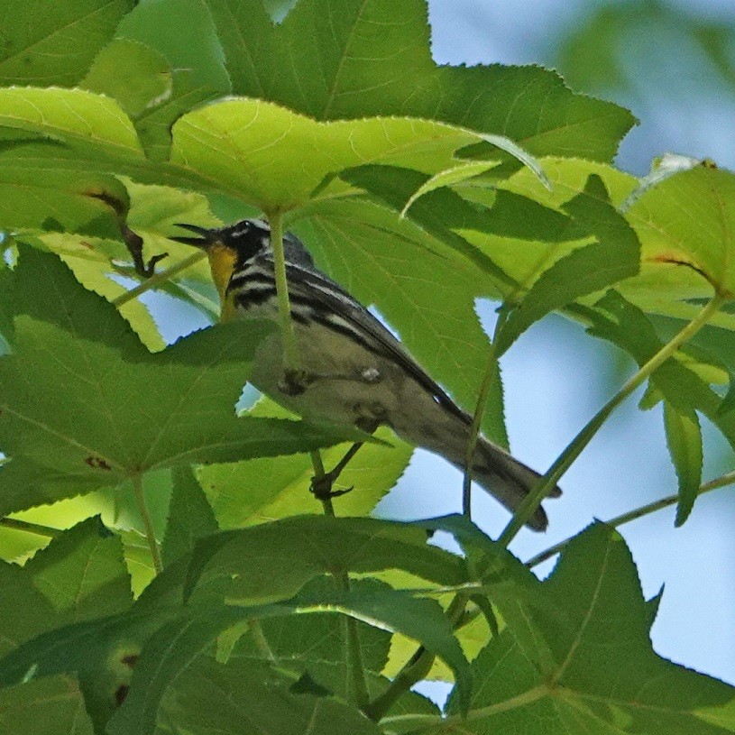 Yellow-throated Warbler - ML103404411