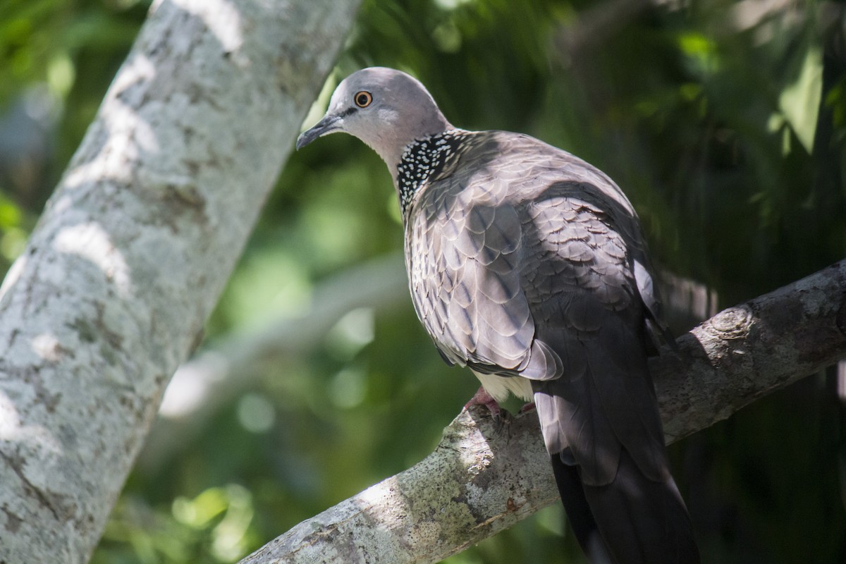 Spotted Dove - ML103405611